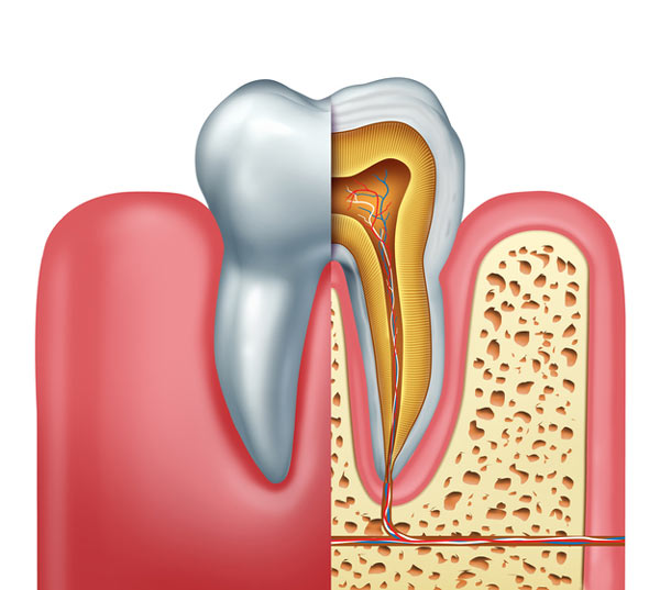 Cross section diagram of a tooth showing the root.
