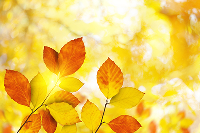 Image of yellow and red leaves near Dental Care of Burlington.