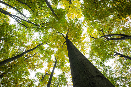 Image of a treet looking up at leaves near Dental Care of Burlington.